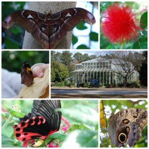 Callaway Garden Butterflies
